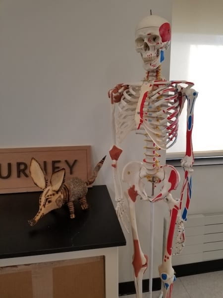 Skeleton replica with ARVRC mascot