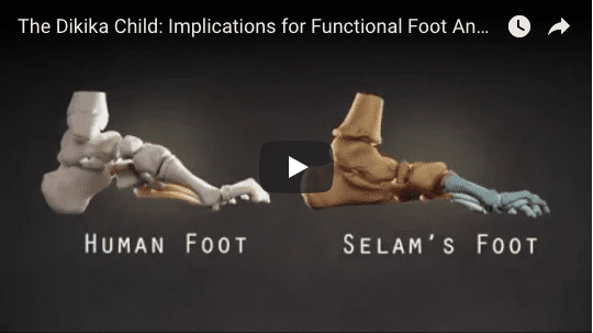 L. The Dikika Child: Implications for Functional Foot Anatomy