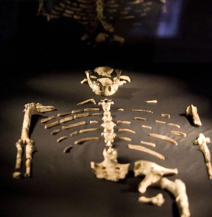 Lucy Fossil