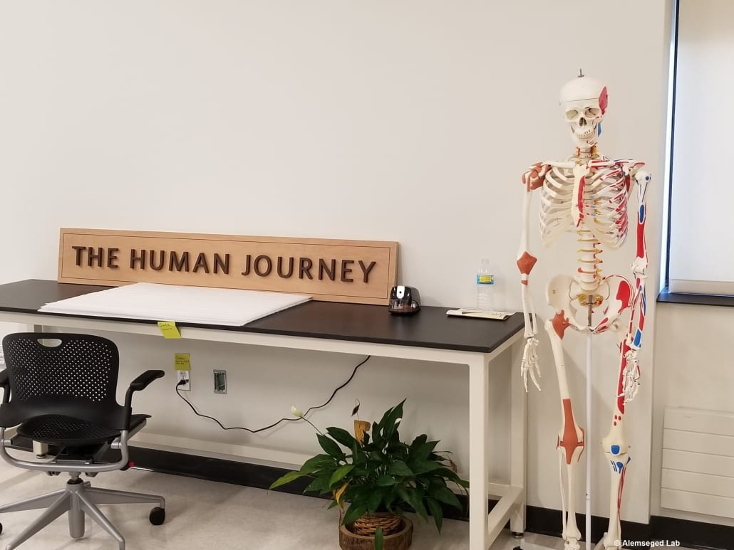 Human skeleton replica
