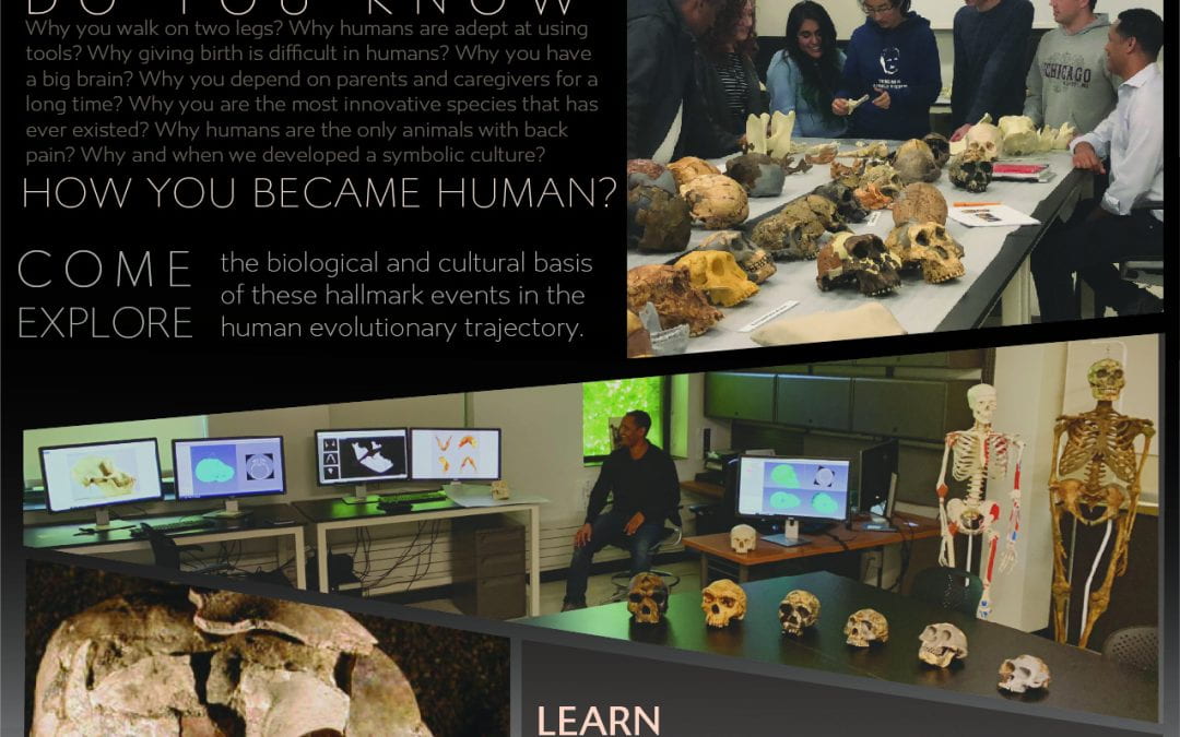 Human Origins: Milestones in Human Evolution and the Fossil Record