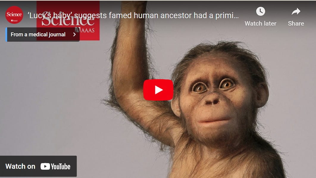 Ancient hominins had small brains like apes, but longer childhoods like humans