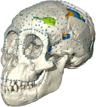 CT Reconstruction of Dikika fossil skull with landmarks