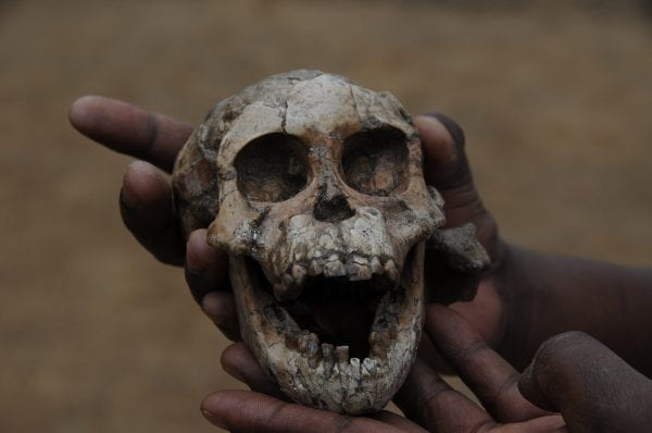 Christopher holding Selam's skull
